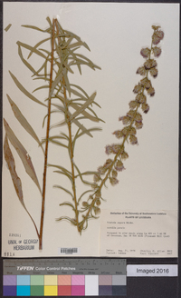 Liatris aspera image