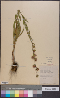 Liatris aspera image