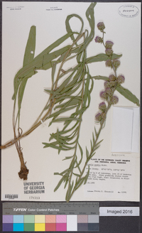 Liatris aspera image