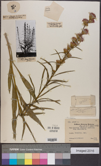 Liatris aspera image