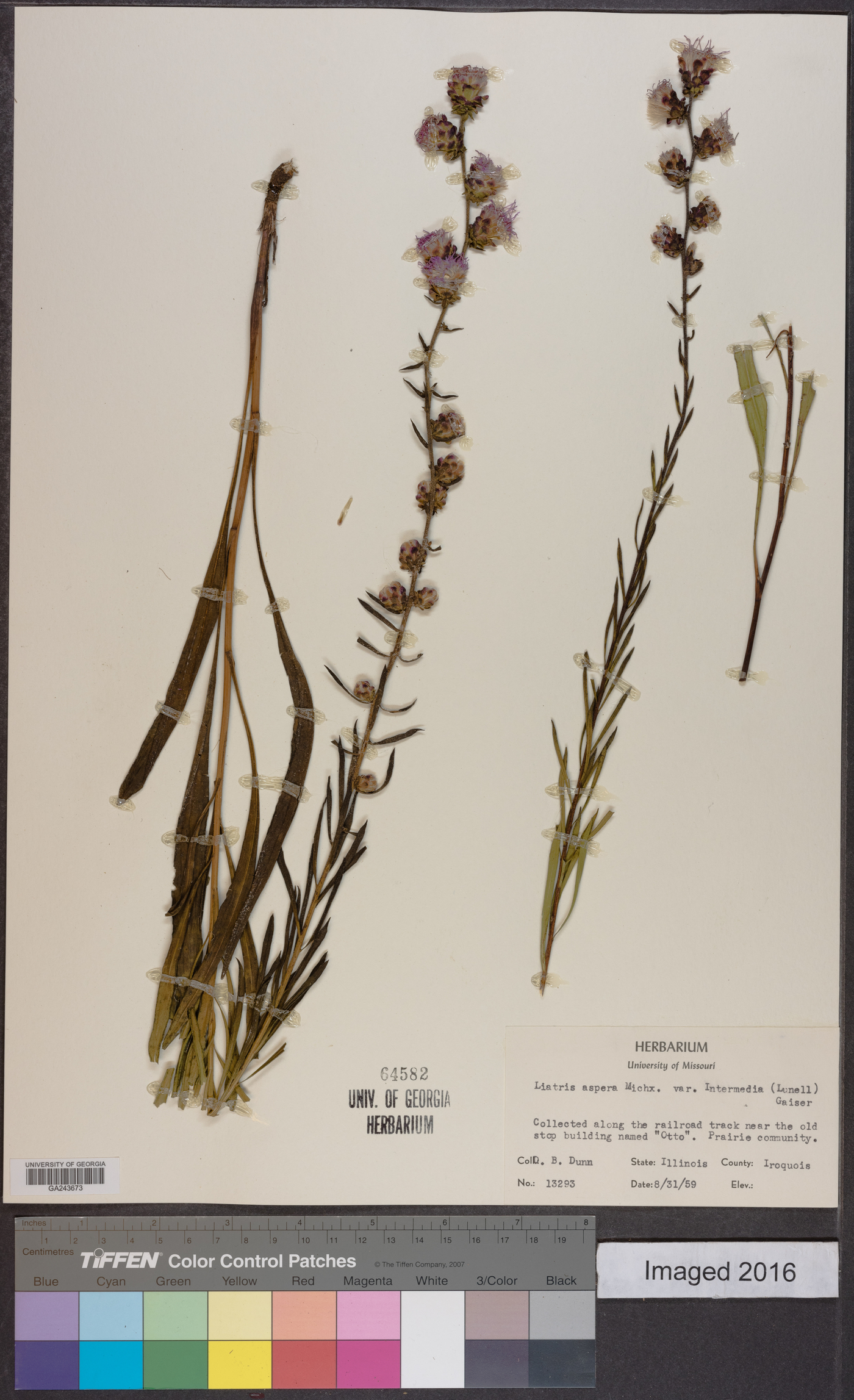 Liatris aspera var. intermedia image