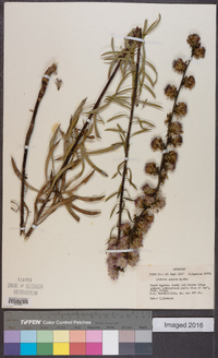 Liatris aspera image