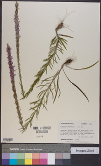 Liatris chapmanii image