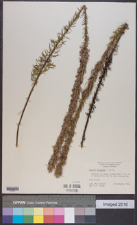 Liatris chapmanii image