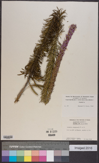 Liatris chapmanii image