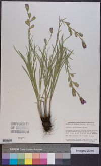 Liatris cylindracea image