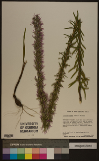 Liatris elegans image