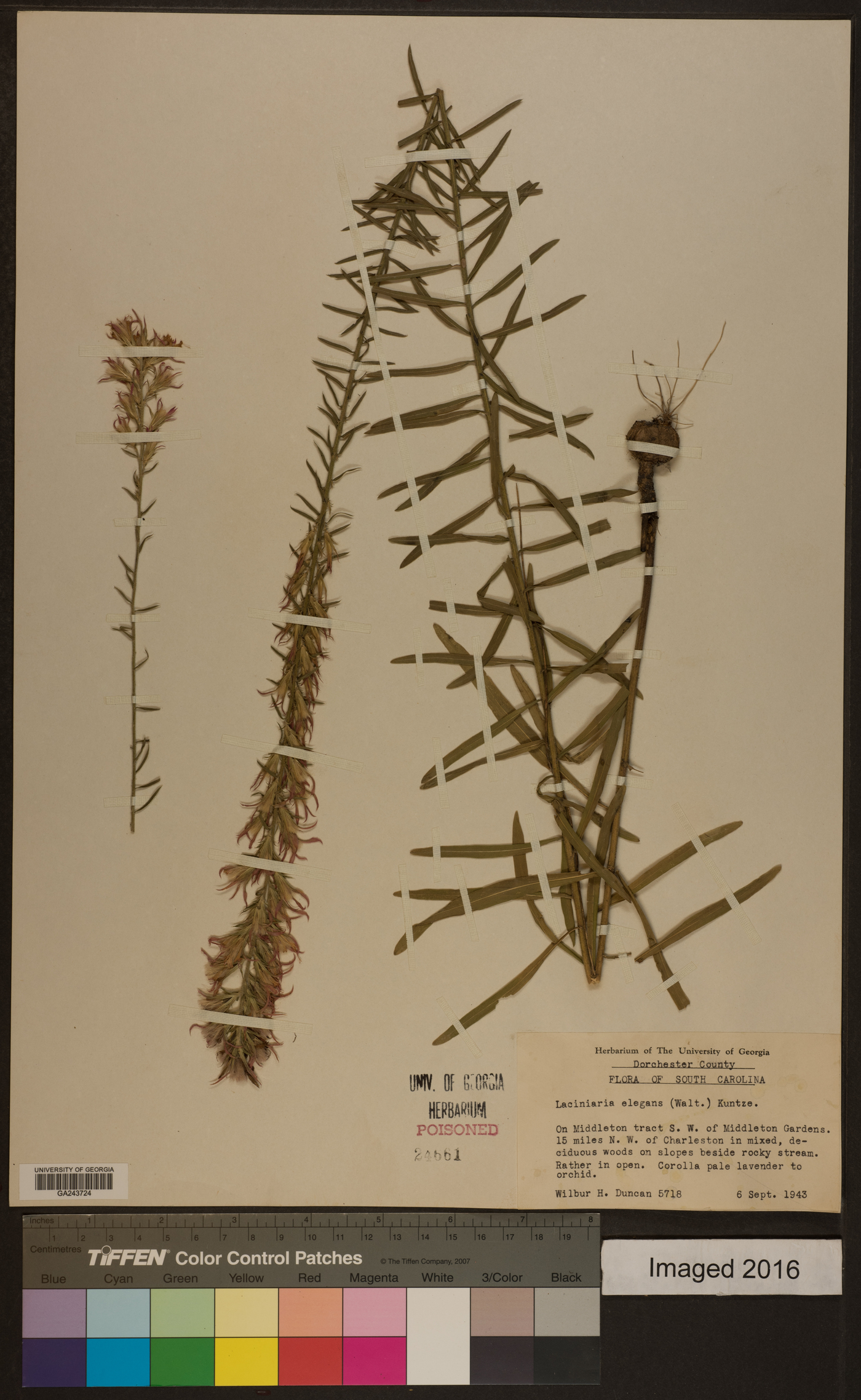 Liatris elegans image