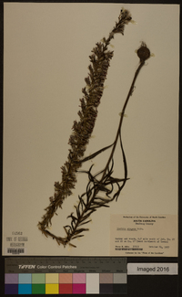 Liatris elegans image