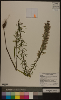 Liatris elegans image