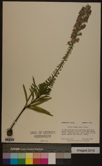 Liatris elegans image