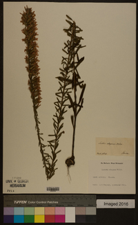 Liatris elegans image