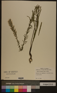 Liatris elegans image