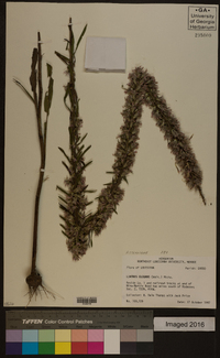 Liatris elegans image