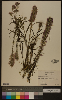 Liatris elegans image