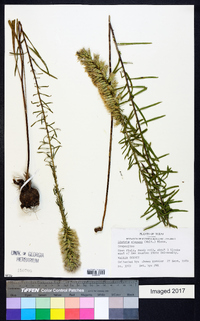 Liatris elegans image