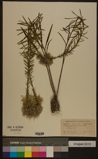 Liatris elegans image