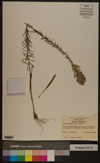 Liatris elegans image