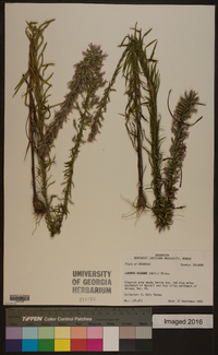 Liatris elegans image