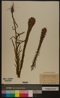 Liatris elegans image