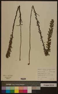 Liatris elegans image