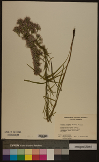 Liatris elegans image