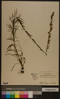 Liatris elegantula image