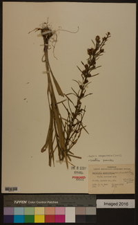 Liatris elegantula image