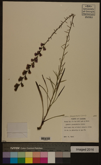 Liatris elegantula image