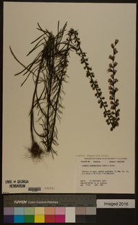 Liatris elegantula image