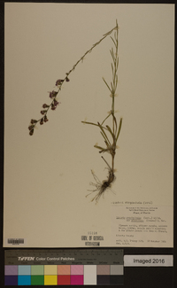 Liatris elegantula image