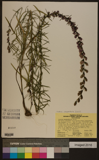 Liatris elegantula image