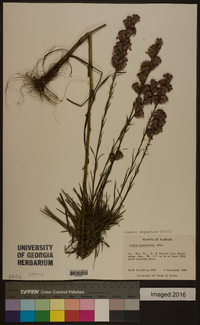 Liatris elegantula image