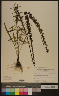 Liatris elegantula image