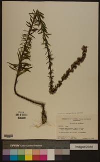 Liatris elegantula image