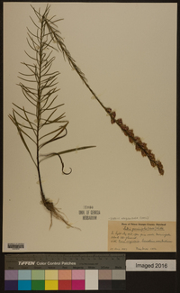 Liatris elegantula image