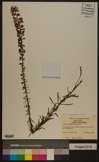 Liatris elegantula image