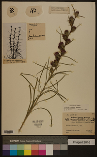 Liatris squarrosa image