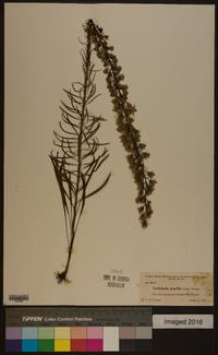 Liatris gracilis image