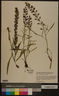 Liatris gracilis image