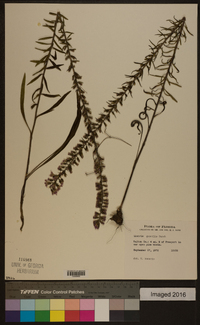 Liatris gracilis image