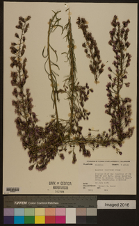 Liatris gracilis image