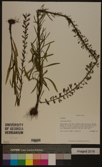 Liatris gracilis image