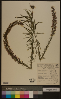 Liatris gracilis image