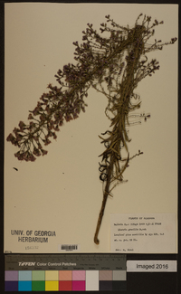 Liatris gracilis image