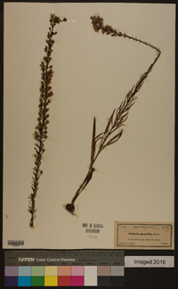 Liatris gracilis image