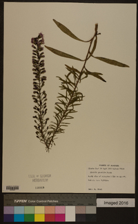 Liatris gracilis image