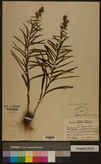 Liatris hirsuta image