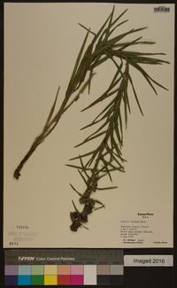 Liatris hirsuta image