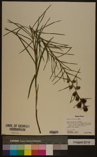 Liatris hirsuta image